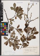 Foto von Salix aurita L.